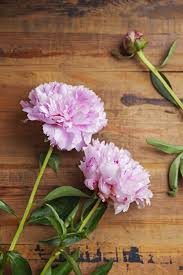 Maybe you would like to learn more about one of these? Peonies And Ants Do Peonies Attract Ants And How Do I Get Rid Of Them