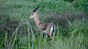 Gazelle delivery options when ordering a product from gazelle, you can opt for shipping from usps, fedex or ups. Israel Studies New Forest Home For Endangered Mountain Gazelle Cgtn