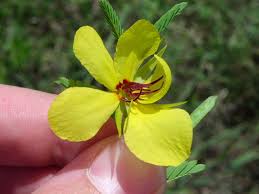 Image result for Chamaecrista falcinella