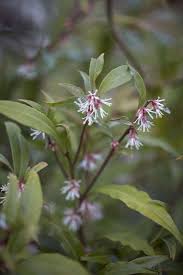 Image result for Vahlia digyna