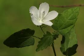 Image result for Pavonia leptocalyx