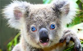 Buzzfeed staff the leaves contain 70% water, the rest mainly consisting of fibres and only a fraction actually contains nutrients. The Koala How And Where Does It Live All About The Koala World News Business Lifestyle Entertainment Site