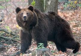 What is the weight of a brown bear? 10 Facts About Brown Bears Help For Bears Topics Campaigns Topics Four Paws International