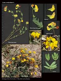 Image result for Lotus corniculatus