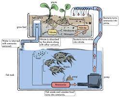 Aquaponics 101 Quick And Easy Aquaponic Systems Full Guide