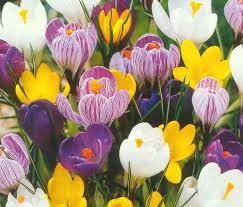 Start Of Spring Crocus Spring Starts Purple Flowers