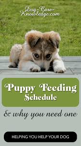 A puppy should eat specially formulated balanced puppy food why should i observe a puppy feeding timeline? Simple Puppy Feeding Schedule You Absolutely Need