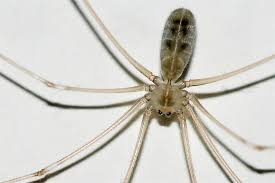 Image result for große winkelspinne biss haut reaktion