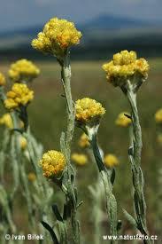 Image result for Synaptolepis