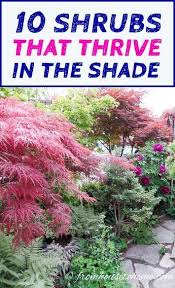 Shade Loving Shrubs 15 Beautiful Bushes To Plant Under Trees Gardening From House To Home Shade Loving Shrubs Plants Under Trees Shade Shrubs