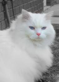 Pictures Of Domestic Long Hair Cat Breed Cat Breeds Fancy Cats Cats