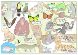 Tropical rain forests exist in a belt ranging from the tropic of cancer to the tropic of capricorn around the earth's equator. Rainforest Animals Teaching Ideas