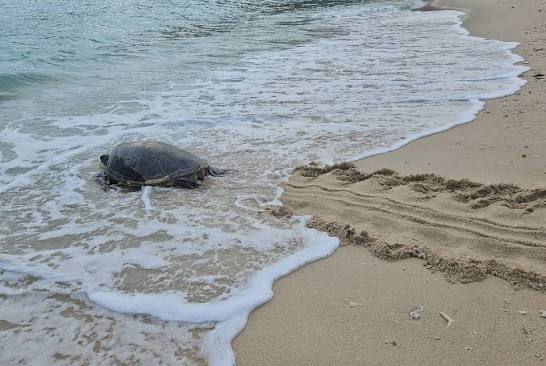 💙🐢Turtle-ly devoted to 🌊 #conservation: Did you know that 🐢💔only 1 in  1,000 #HawksbillTurtle #hatchlings survives to adulthood? With fewer than  8,000 nesting females left worldwide, every conservation effort counts.  Working alongside @