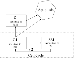 cell flow chart the cell cycle consists of the cyclic g1 sm