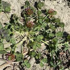 Image result for Trifolium spumosum