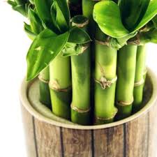 Unfortunately, if your lucky bamboo's leaves or stems have turned yellow or brown, they're dying or already dead. How To Keep Lucky Bamboo Alive Lucky Bamboo Care Creative Homemaking