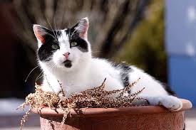 Wurmer Bei Katzen Was Tun Die Tierexperten