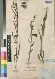 Image result for Sesamum angustifolium