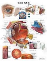 Download Pdf Books The Eye By Anatomical Chart Company
