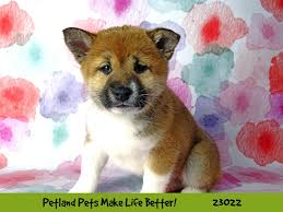 At petland chicago ridge we strive to match the right pet with the right family and also to meet the needs of both. Shiba Inu Dog Female Red 2636104 Petland Pets Puppies Chicago Illinois