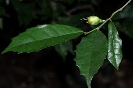 Image result for Streblus