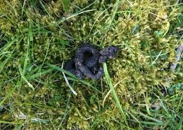 Image result for marten poop