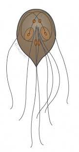 You drink untreated water in nature. Giardia In Dogs Vca Animal Hospital