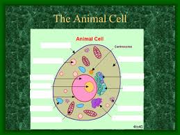 Introduction • what is actually animal cell culture? Introduction To Cells The Animal Cell Ppt Download