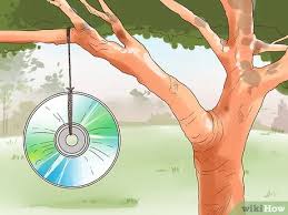 Fruits and veggies in your garden can act as skunk bait, so try surrounding your crops with a low fence. 3 Ways To Keep Birds Out Of Trees Wikihow