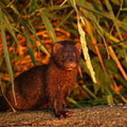 Baby Mink Photograph By James Peterson