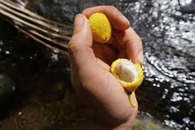 Image result for Garcinia volkensii