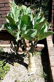 Image result for Cyphostemma heterotrichum