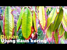 Aplikasi siang hari saat panas (tidak tepat waktu) waktu yang ideal saat aplikasi pupuk daun yaitu pada pagi hari atau sore hari. Kenapa Daun Mangga Seperti Terbakar Masnurul