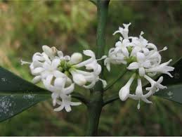Image result for Craterispermum schweinfurthii