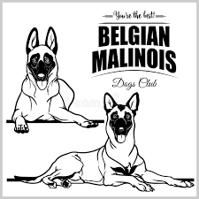 The belgian malinois is an obedient, loyal and a hard working breed. Belgian Malinois Vector Stock Illustrations 136 Belgian Malinois Vector Stock Illustrations Vectors Clipart Dreamstime