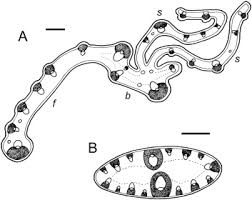 Image result for Zygotritonia