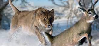 American Lion American Lion Extinct Animals Animals