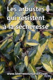 La pépinière mes arbustes propose à la vente un kit de haie persistante composé de 10 arbustes persistants différents. Les Arbustes Qui Resistent A La Secheresse La Terre Est Un Jardin