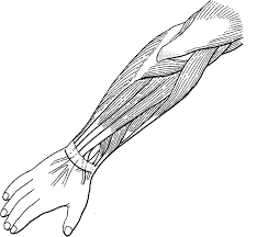 I will be breaking down each of these perspectives and showing how to draw the muscles, step by step. Muscles Of The Arm Top