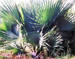 Image result for Borassus aethiopum