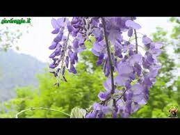 Wisteria Mural Painting Glicine Dipinto Su Muro Youtube Glicine Giardinaggio Idee