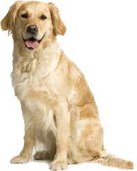 We did not find results for: What Is Canna Pet Canna Pet
