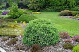 We did not find results for: Cryptomeria Japonica Stock Photo By Richard Wareham Image 1377267