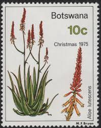 Image result for Aloe lutescens