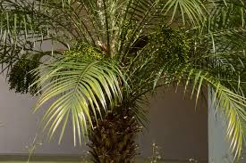 Check spelling or type a new query. Seeds Bulbs Ornamental Palm Tree Phoenix Roebelenii 7 Pygmy Date Palm Seeds Home Garden Citricauca Com
