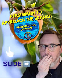 Matt and Vera have met the judge before, gifting the bailiff a delightful  banana slug mug to celebrate their shared Santa Cruz roots. But now, they  must argue! Vera wanted to pick persimmons from a ...