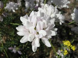 Image result for Pseudoeriosema