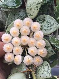 Pin On Indoor Plants Hoya