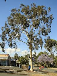Image result for Eucalyptus citriodora