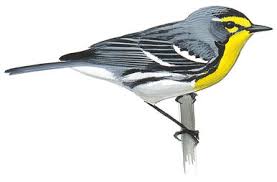 Yellow rumped warbler paruline croupion jaune. Yellow Rumped Warbler Audubon Field Guide
